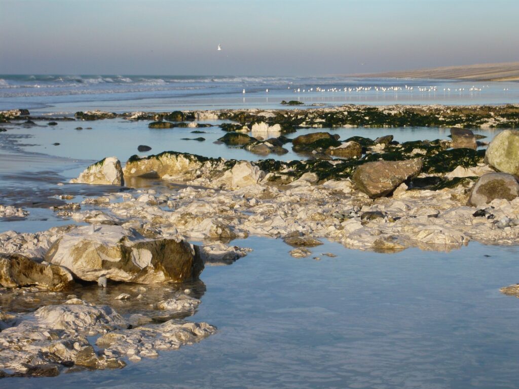 de ault à cayeux sur mer janvier 09 (8)